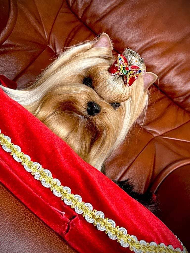  GRAND OVACIA VENERA &mdash; Labaza DogPedigree YorkshireTerrier